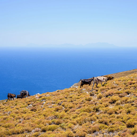 crete-goats.jpg